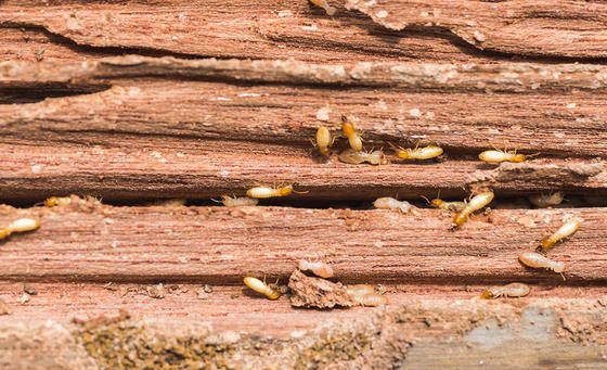 Diagnostic termites